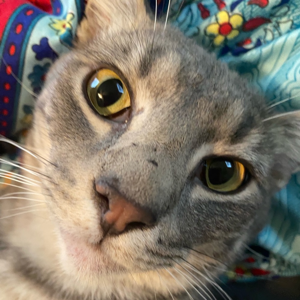 Meet your Posher, Angelina